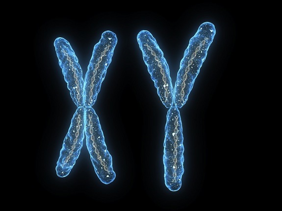 sex-chromosomes-120222