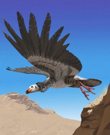 argentavis magnificens extinct fantastically enormous graphical chirinos jaime indigenous teratorn