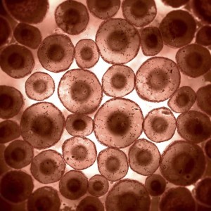 Células bajo un microscopio.