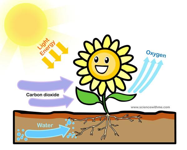 Resultado de imagen de definición de fotosíntesis en las plantas