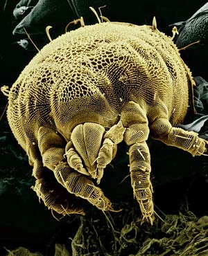 Tydeidae Lorryia formosa. (Microbio)
